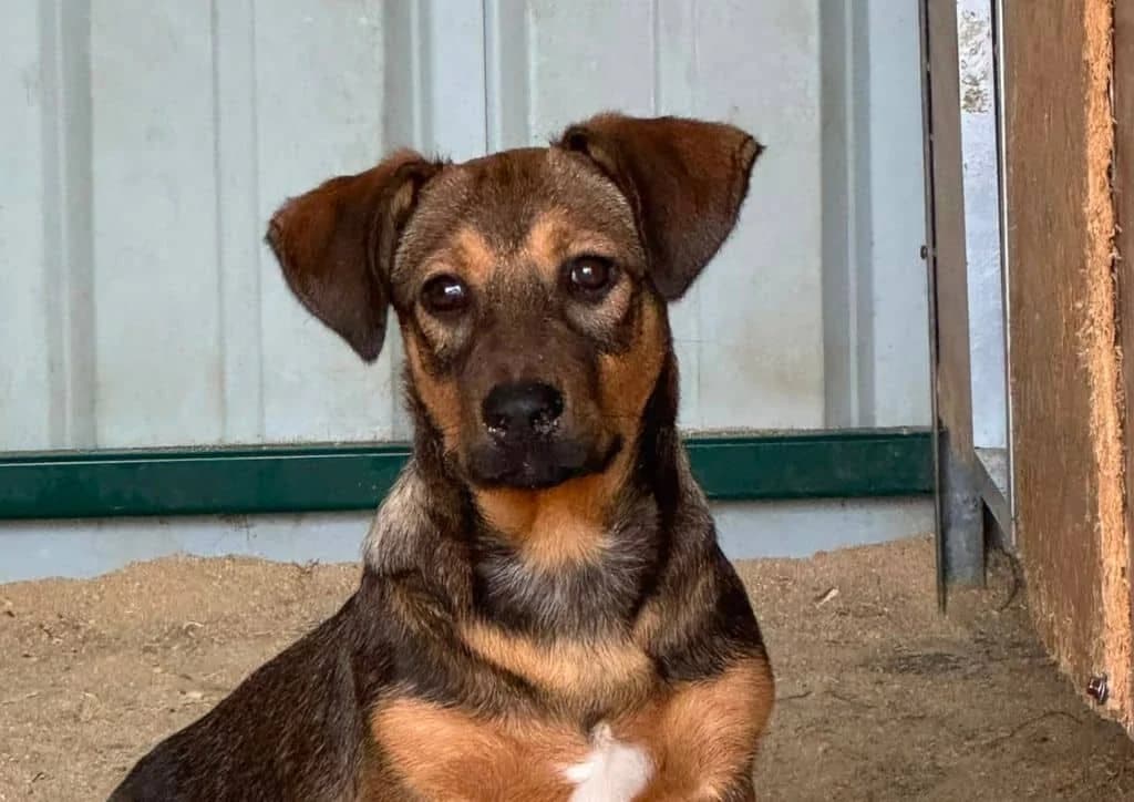 Vara, brown female puppy Mixed Breed for adoption at The Dog Rose), Dogrose