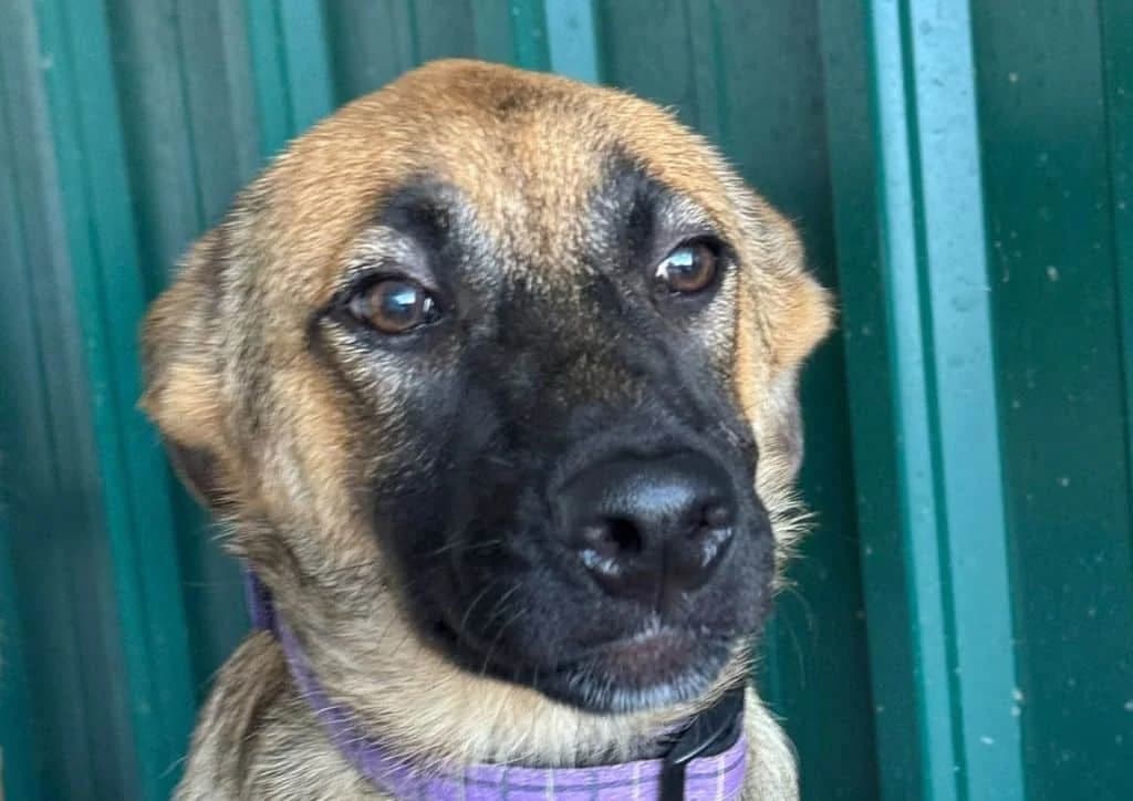 Yara, brown female puppy Mixed Breed for adoption at The Dog Rose), Dogrose