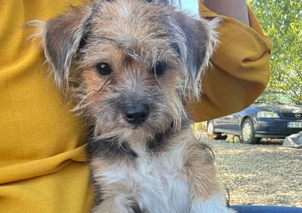 Yorki, brown, white male puppy Mixed Breed for adoption at The Dog Rose), Dogrose
