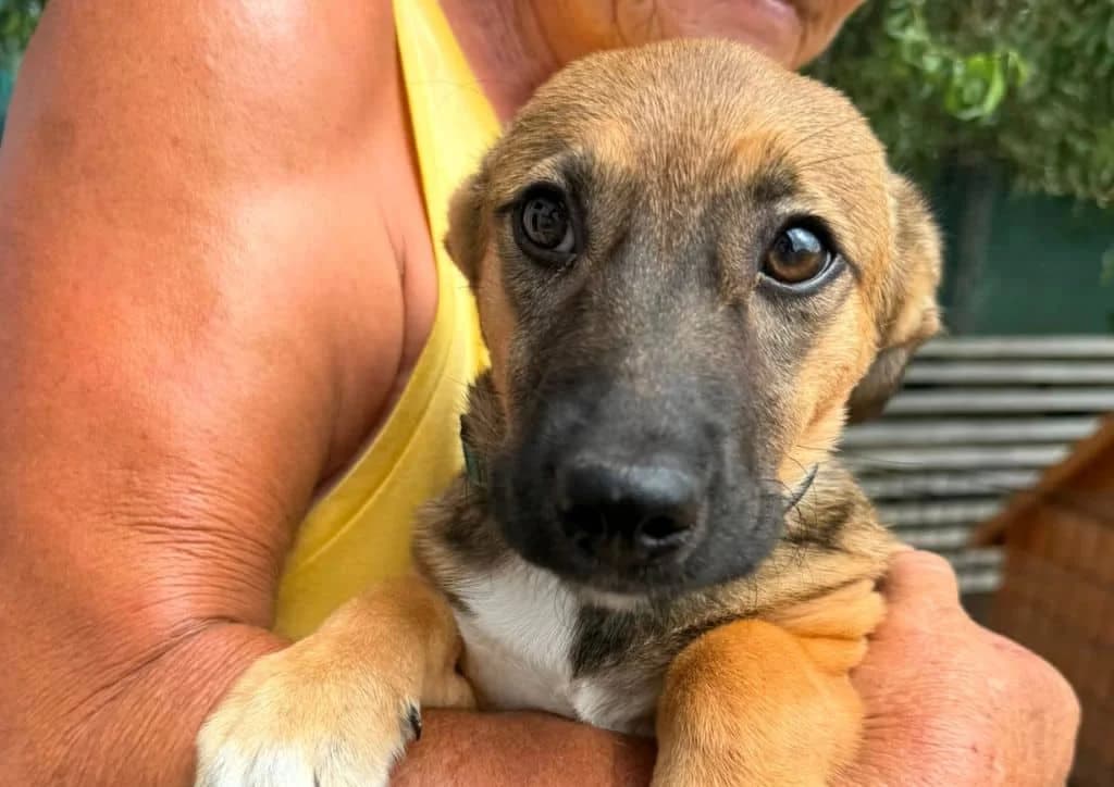 Yuca, brown, white female puppy Mixed Breed for adoption at The Dog Rose), Dogrose