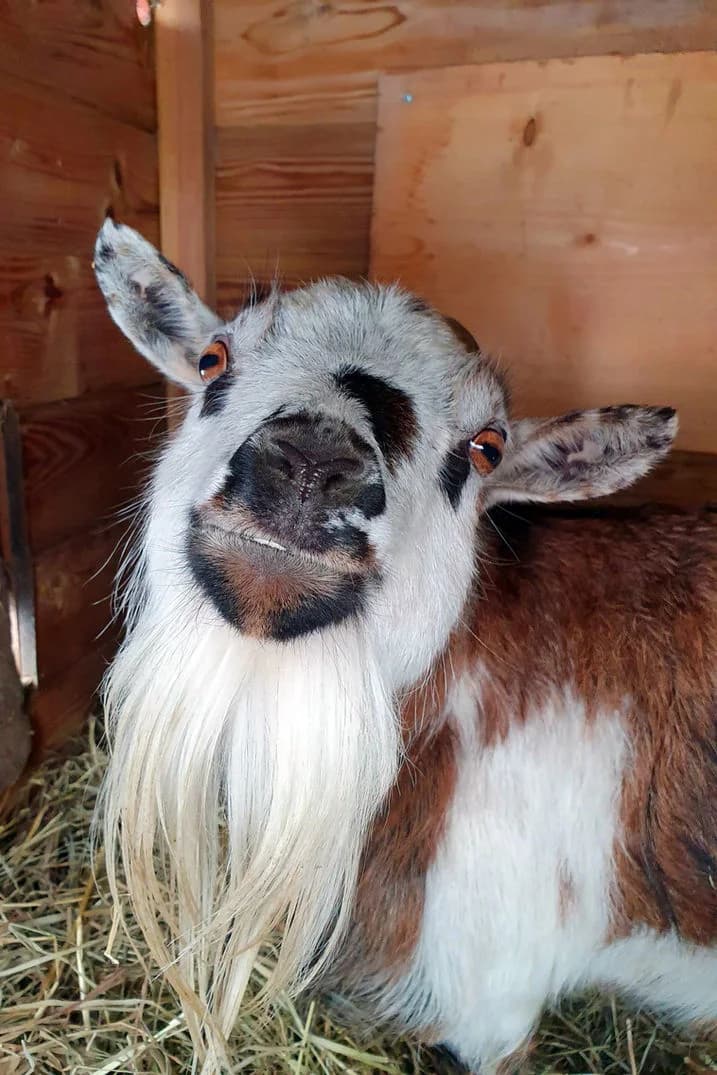 Biquette, female senior Mixed Breed for adoption at Fée Pour Eux