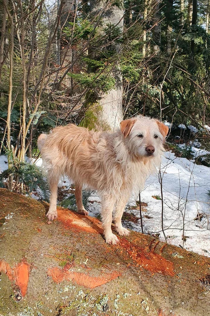 Mali, female senior Mixed Breed for adoption at Fée Pour Eux