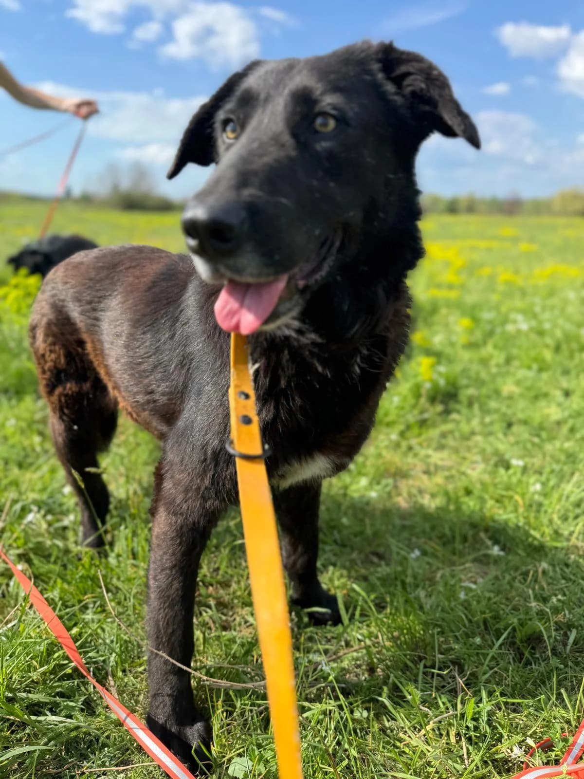 Hera, female Mixed Breed for adoption at Glückshunde Schweiz, Glueckshunde