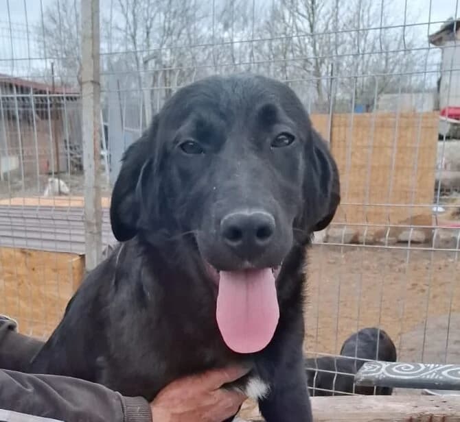 Gina, female young Mixed Breed for adoption at Glückshunde Schweiz, Glueckshunde