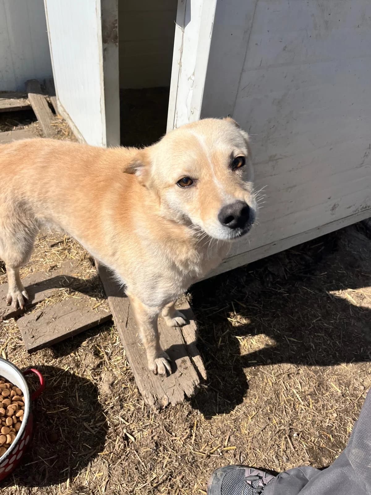 Iuly, female 3yo Mixed Breed for adoption at Glückshunde Schweiz, Glueckshunde