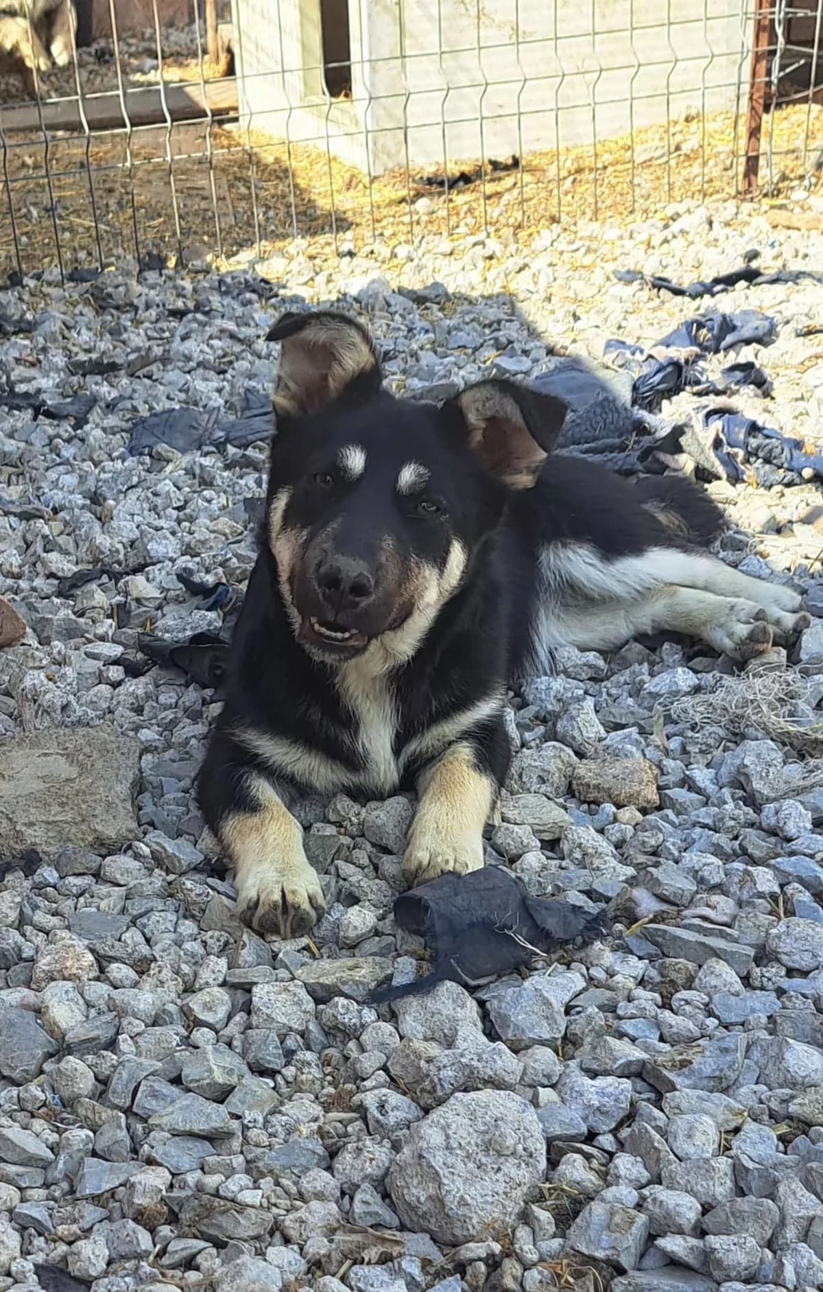 Jenny, female puppy Mixed Breed for adoption at Glückshunde Schweiz, Glueckshunde