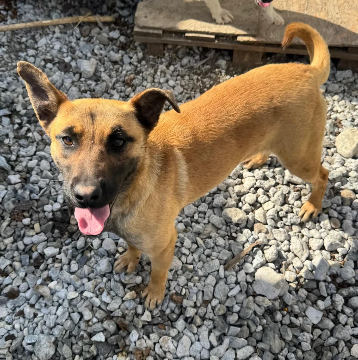 Marley, female young Mixed Breed for adoption at Glückshunde Schweiz, Glueckshunde