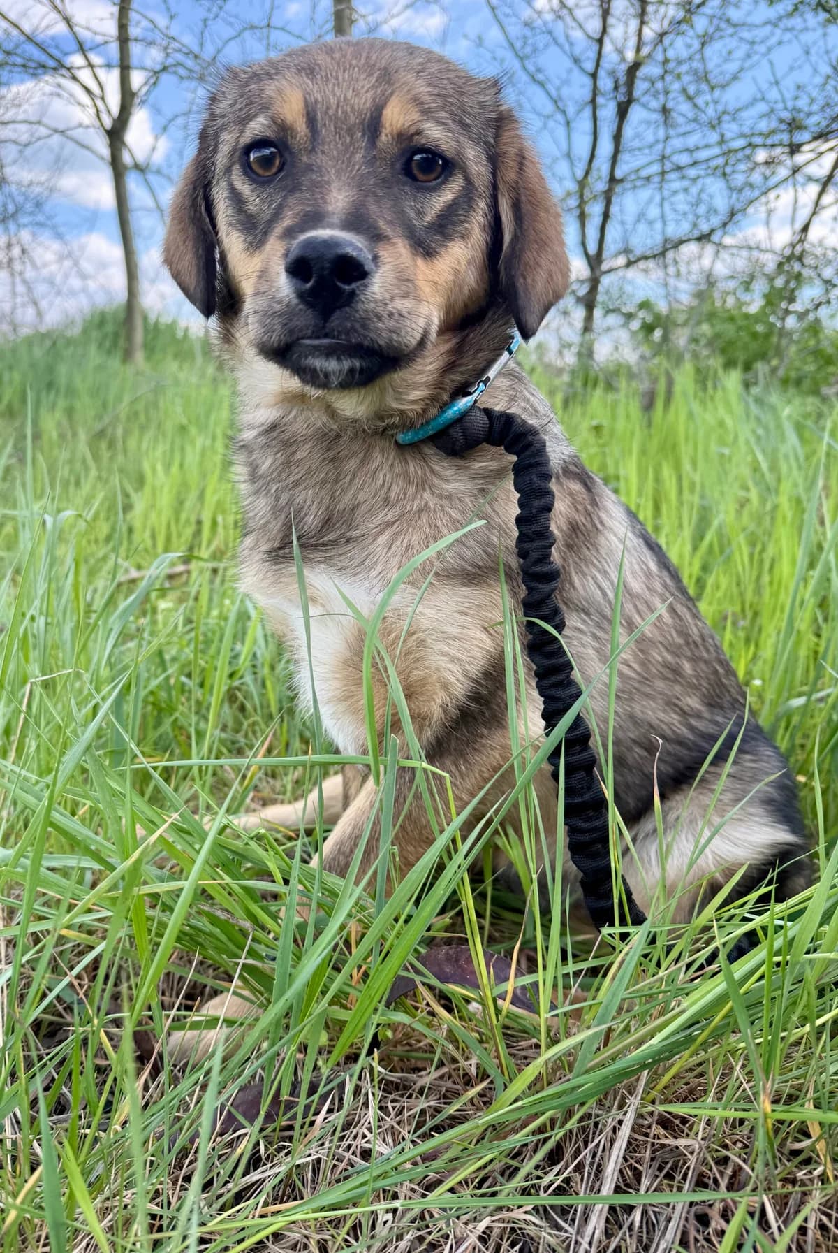 Pepita, female puppy Mixed Breed for adoption at Glückshunde Schweiz, Glueckshunde