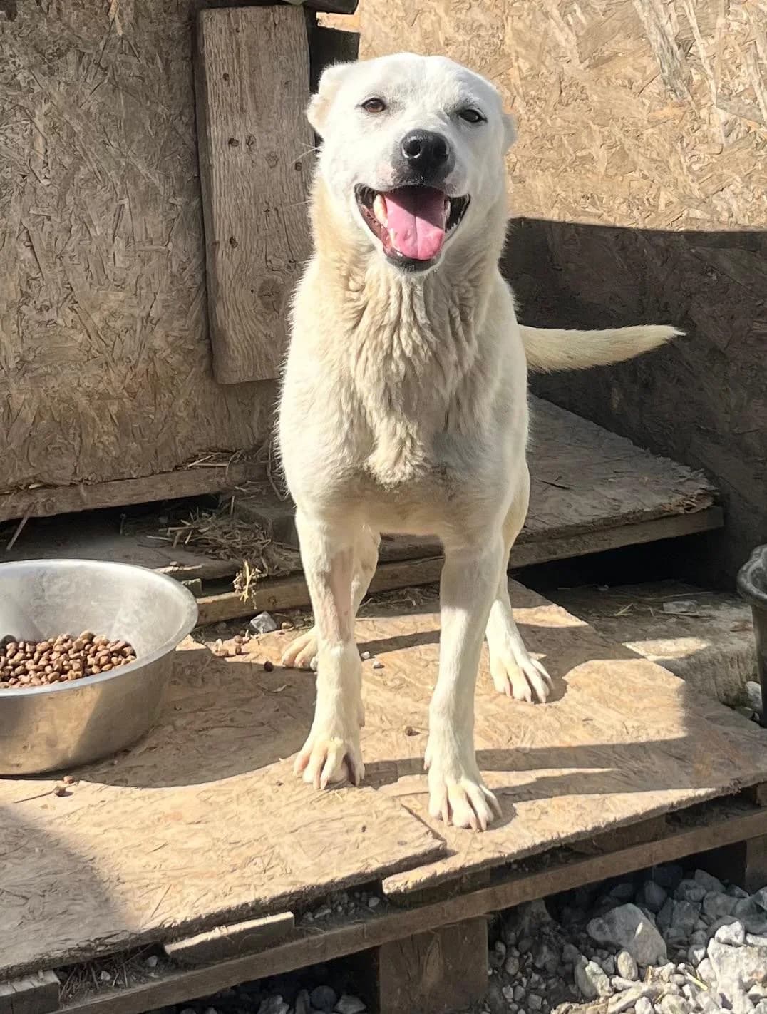 Stella, female young Mixed Breed for adoption at Glückshunde Schweiz, Glueckshunde