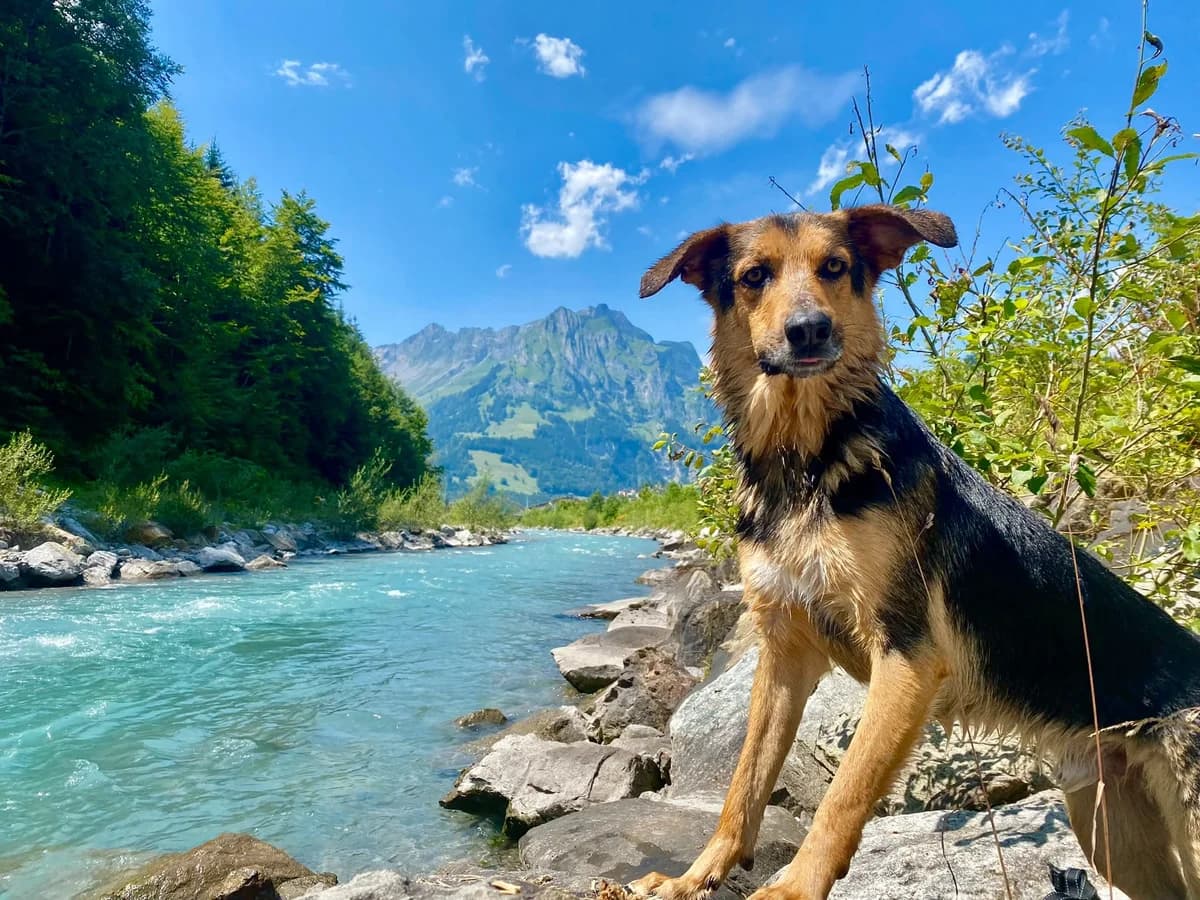 Wasabi, male 4yo Mixed Breed for adoption at Glückshunde Schweiz, Glueckshunde