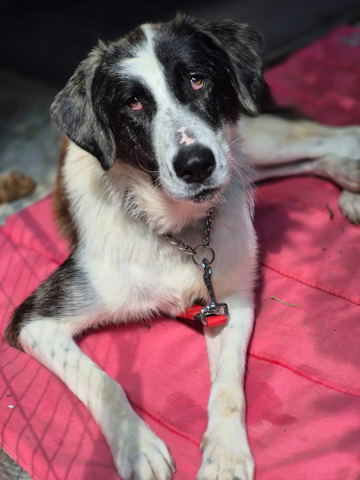 Giselle unsere Handicap, female mixed breed for adoption at Heart for Montis, Heart For Montis