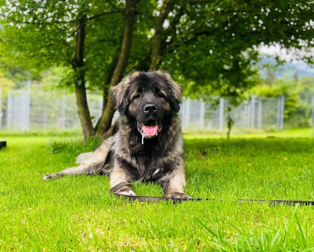 Bajka, female senior Mixed Breed for adoption at Hilf dem Tier, Hilf Dem Tier