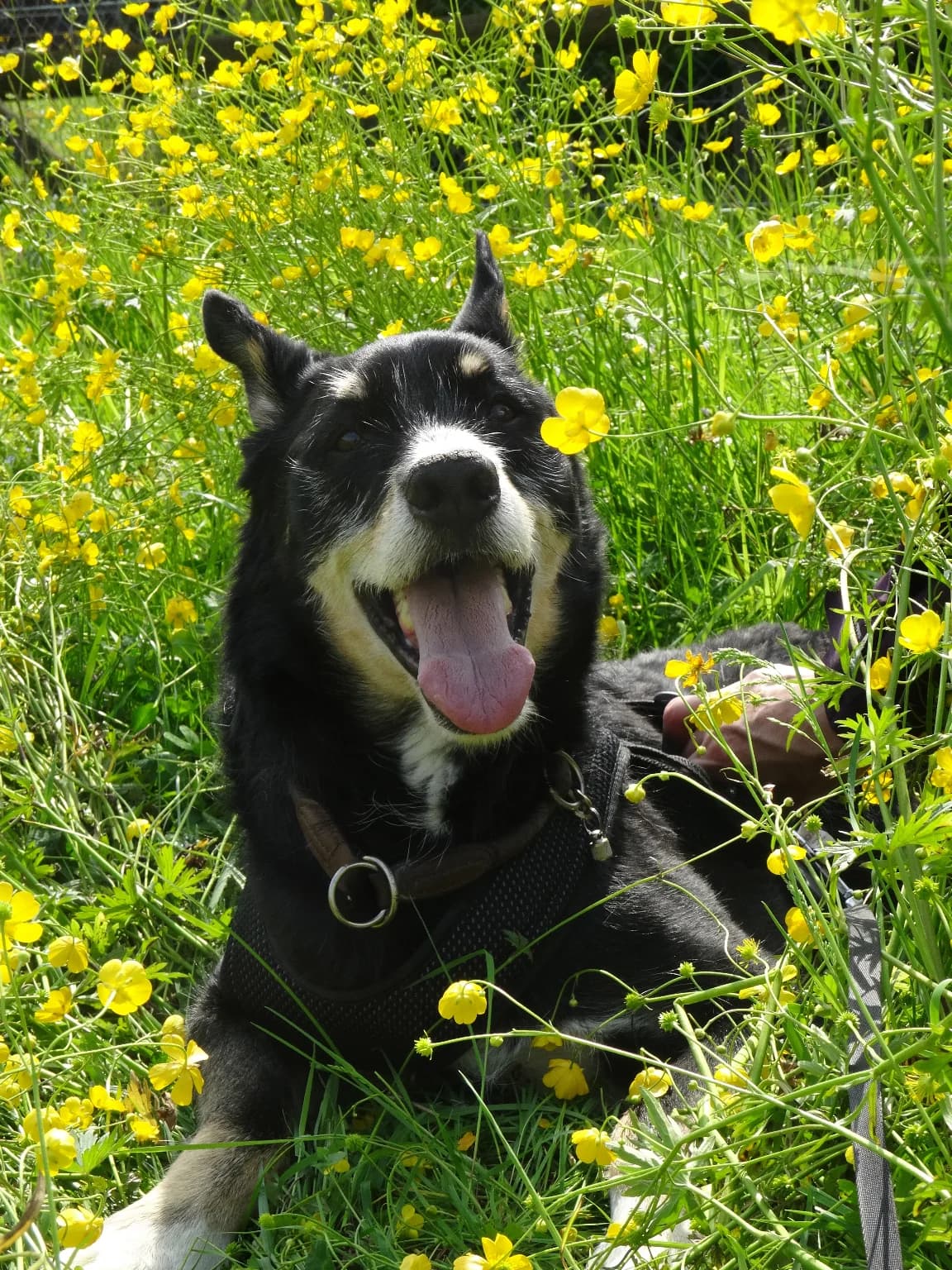 Amigo, schwarz male Mixed Breed for adoption at Hof zum Regaboga /Regenbogen, Neukirch (Egnach)