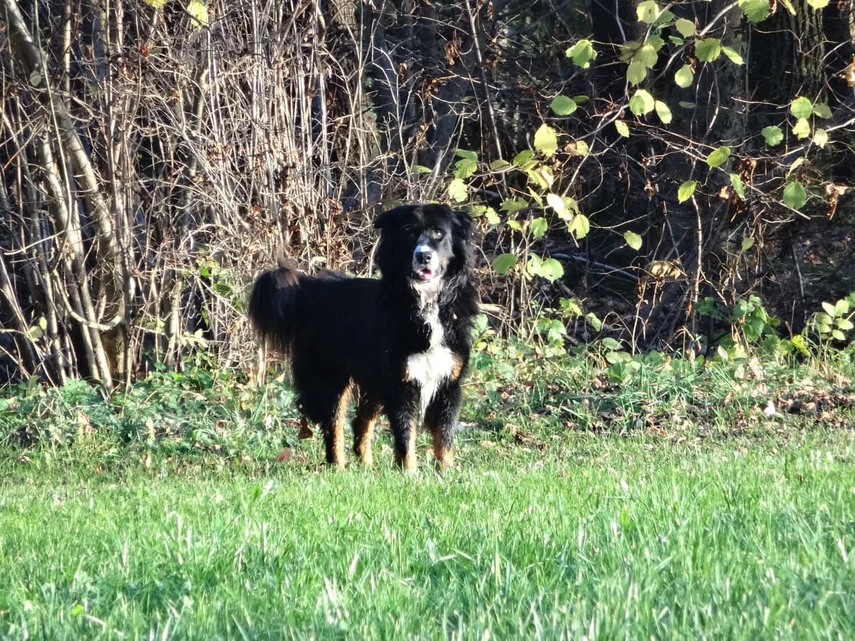 Arno, tricolor male senior Mixed Breed for adoption at Hof zum Regaboga /Regenbogen, Neukirch (Egnach)