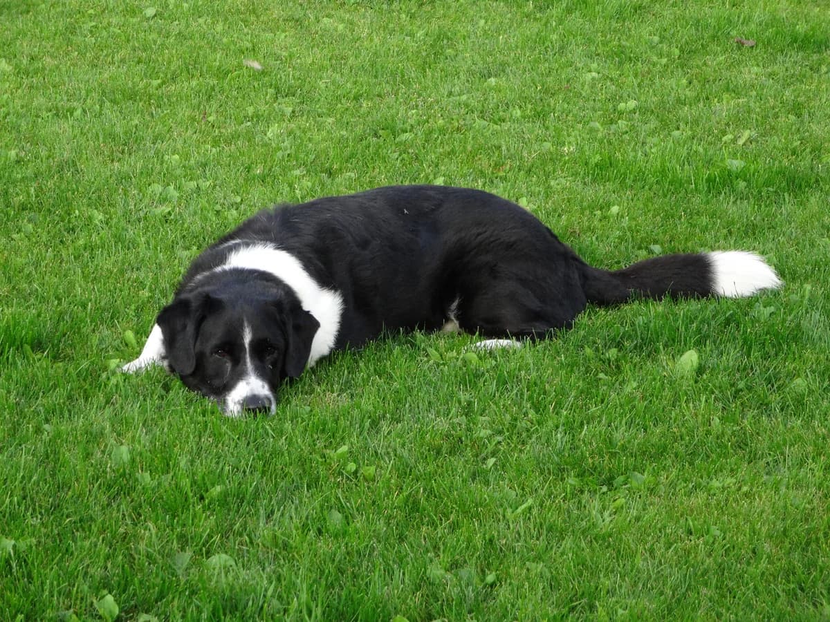 Tom, schwarz male senior Mixed Breed for adoption at Hof zum Regaboga /Regenbogen, Neukirch (Egnach)