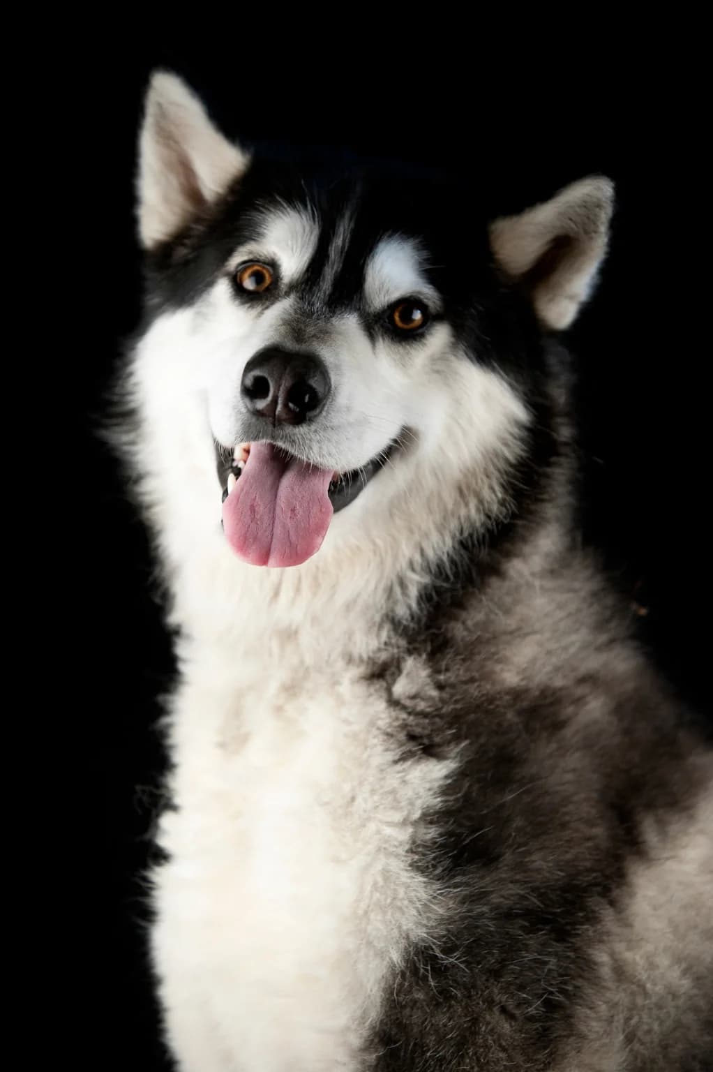 Nanouk, male senior Mixed Breed for adoption at Hof zum Regaboga /Regenbogen, Neukirch (Egnach)