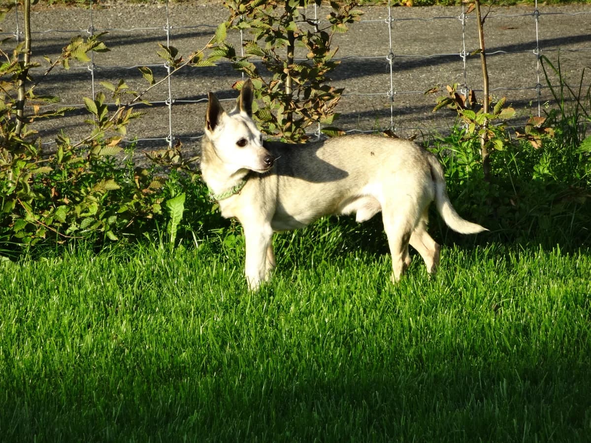 Willy, beige male senior Mixed Breed for adoption at Hof zum Regaboga /Regenbogen, Neukirch (Egnach)