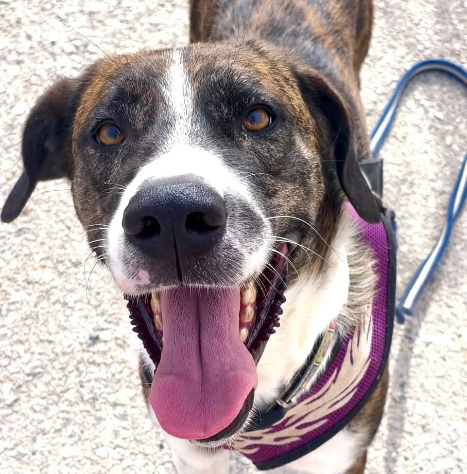 Aire, male 3yo Mixed Breed for adoption at home4dogs, Home4dogs