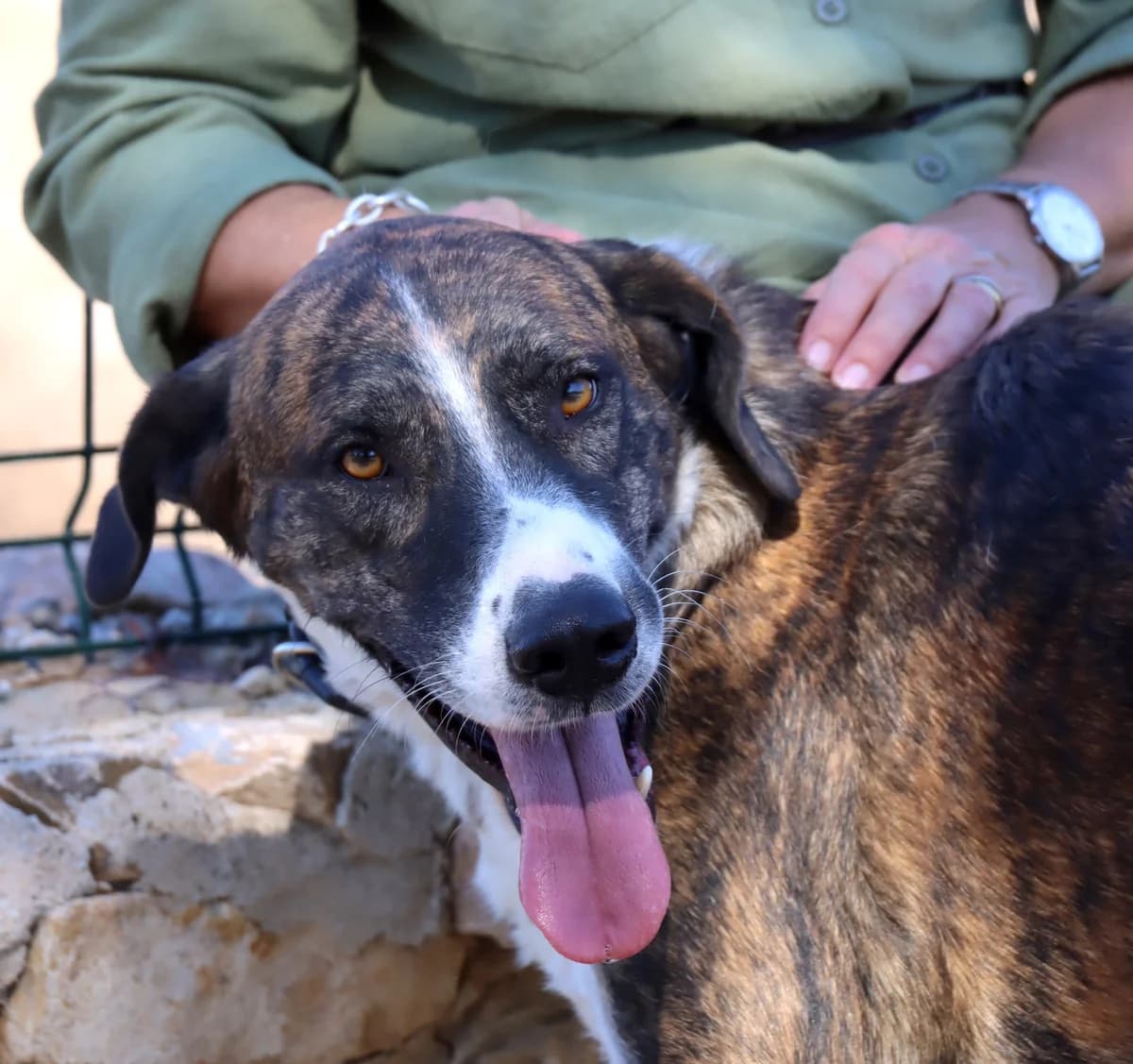 Aire, male 3yo Mixed Breed for adoption at home4dogs, Home4dogs
