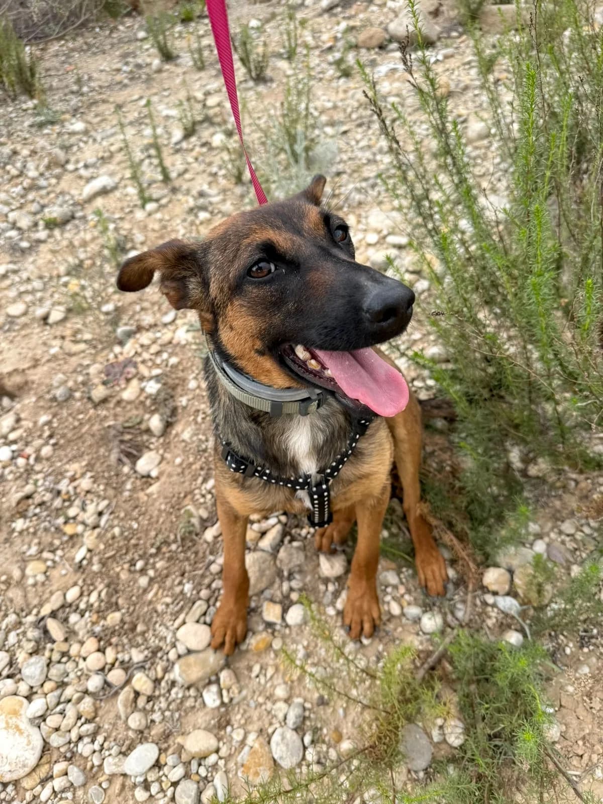 Aria, female young Mixed Breed for adoption at home4dogs, Home4dogs
