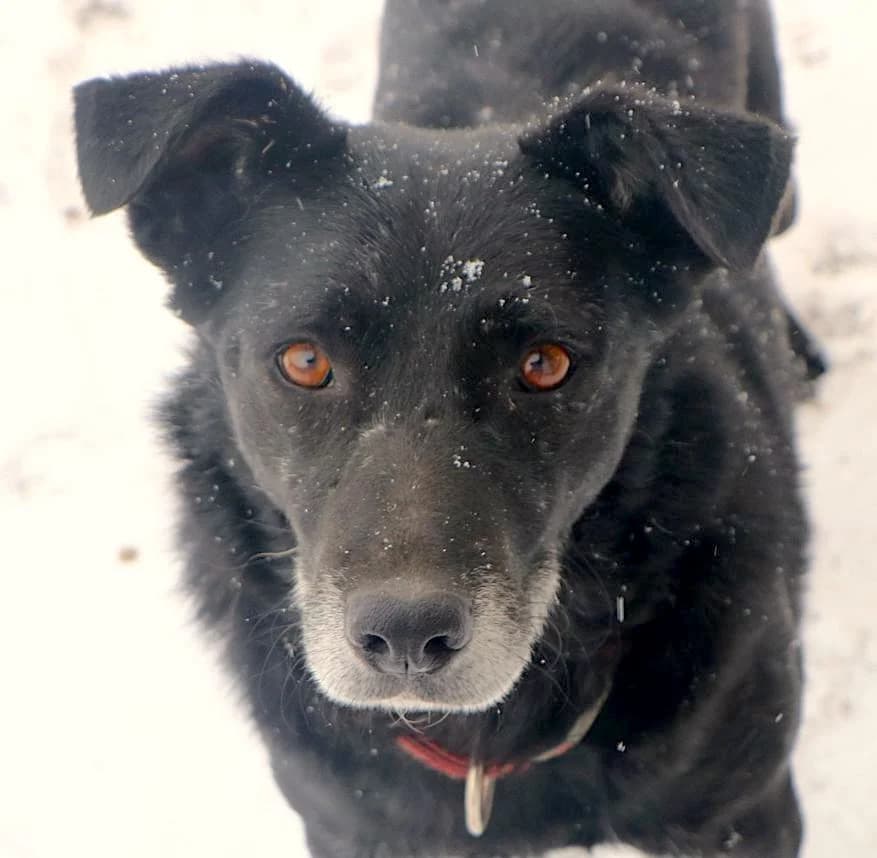 Asteriks, male Mixed Breed for adoption at home4dogs, Home4dogs