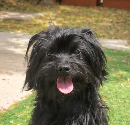 Blacky, male 5yo Mixed Breed for adoption at home4dogs, Home4dogs