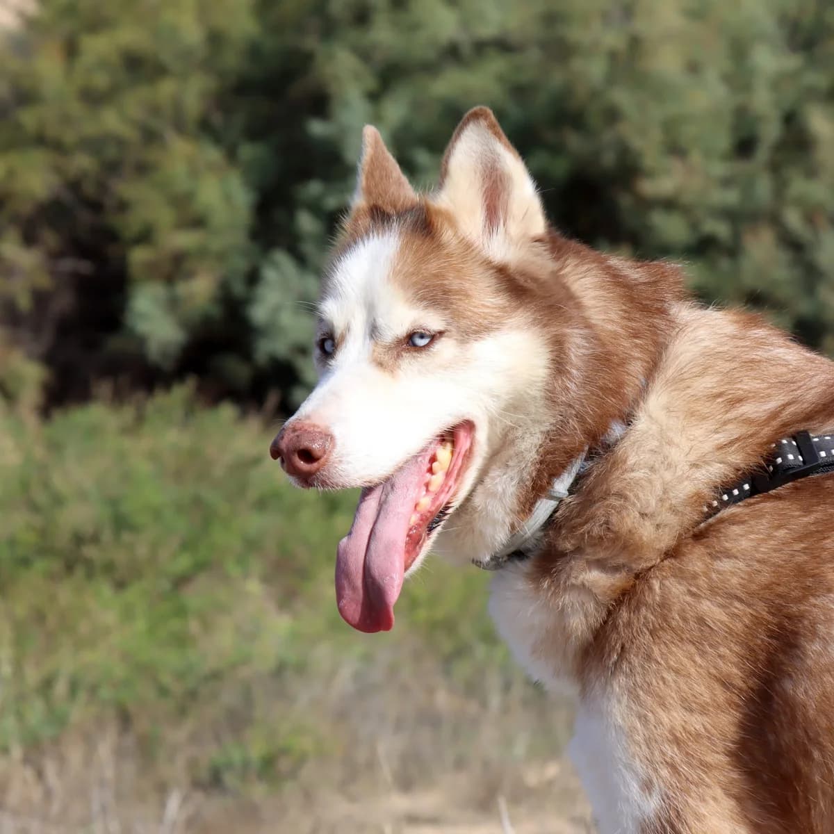 Blue, male Mixed Breed for adoption at home4dogs, Home4dogs