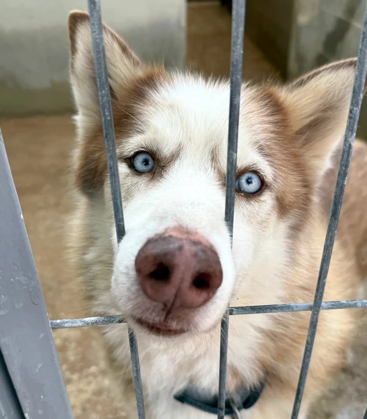 Blue, male 6yo Mixed Breed for adoption at home4dogs, Home4dogs