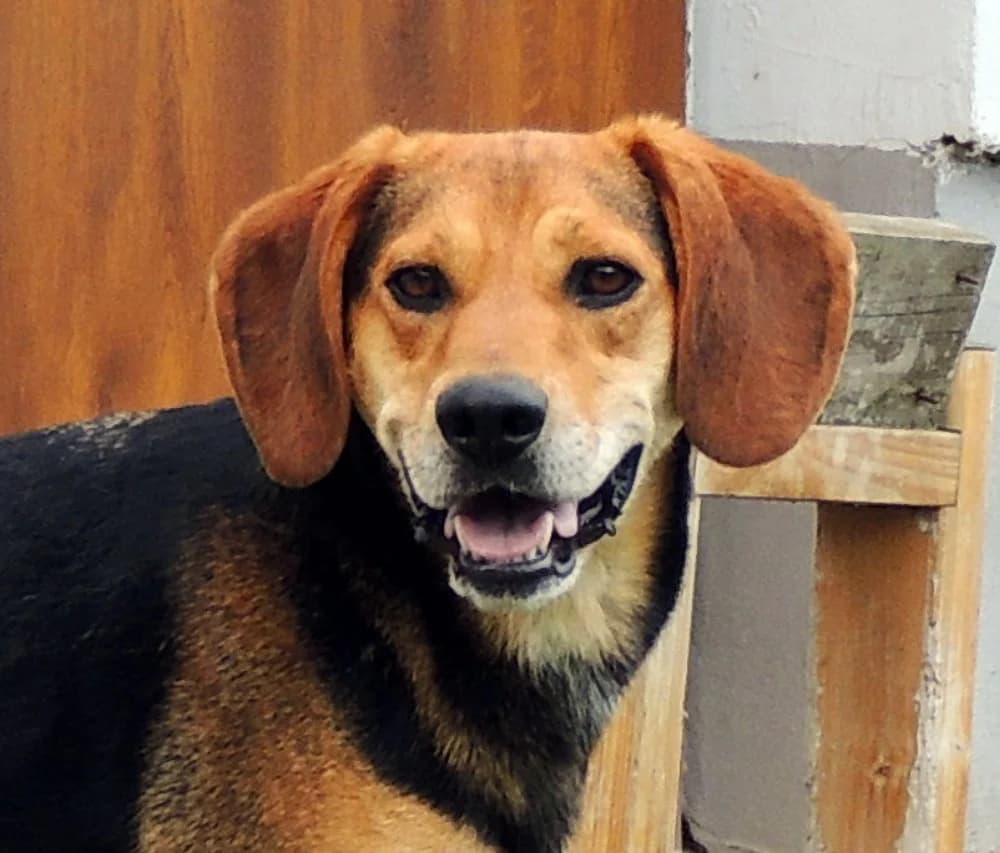 Boomer, male Mixed Breed for adoption at home4dogs, Home4dogs