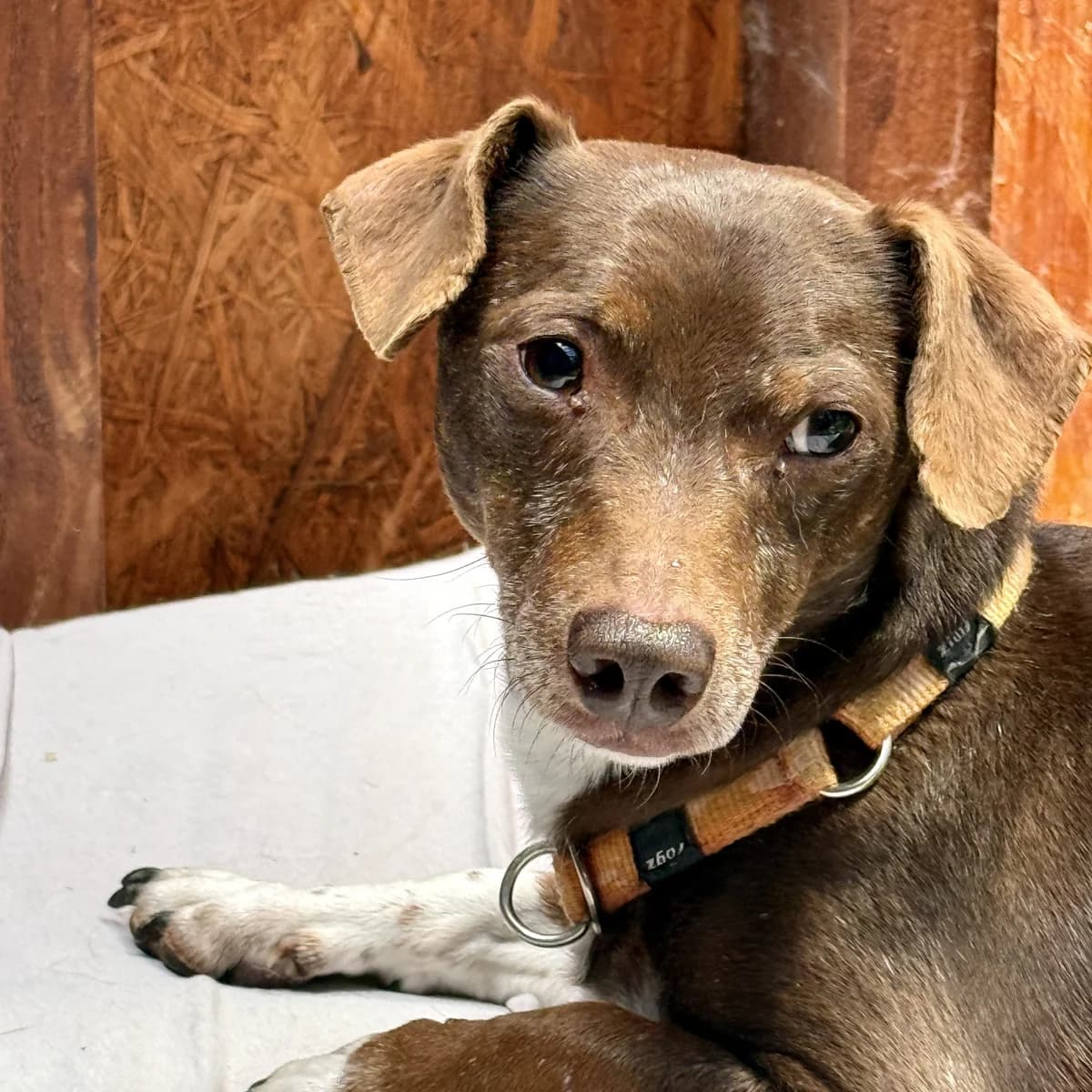 Brownie, male 7yo Mixed Breed for adoption at home4dogs, Home4dogs