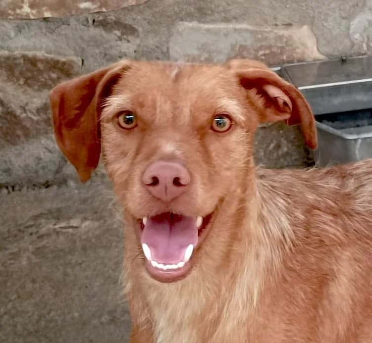 Canelo, male young Mixed Breed for adoption at home4dogs, Home4dogs