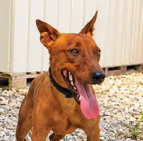 Capone, male young Mixed Breed for adoption at home4dogs, Home4dogs