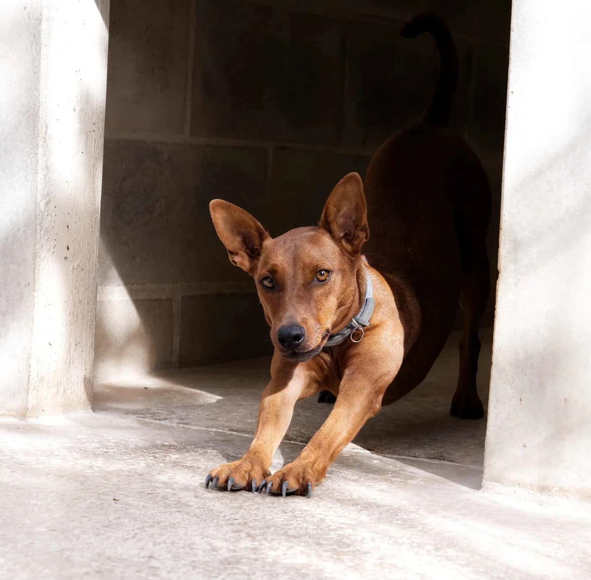 Capone, male young Mixed Breed for adoption at home4dogs, Home4dogs