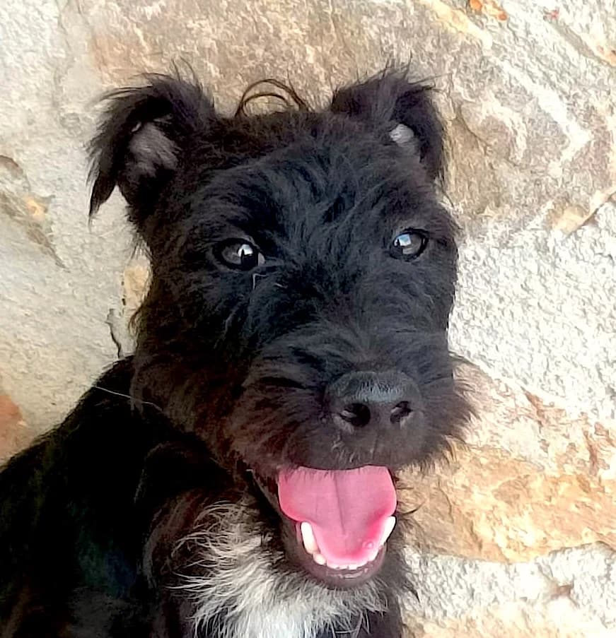 Carbon, weiss male puppy Mixed Breed for adoption at home4dogs, Home4dogs