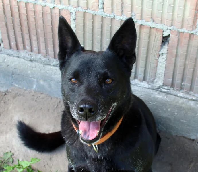 Cygan, male Mixed Breed for adoption at home4dogs, Home4dogs