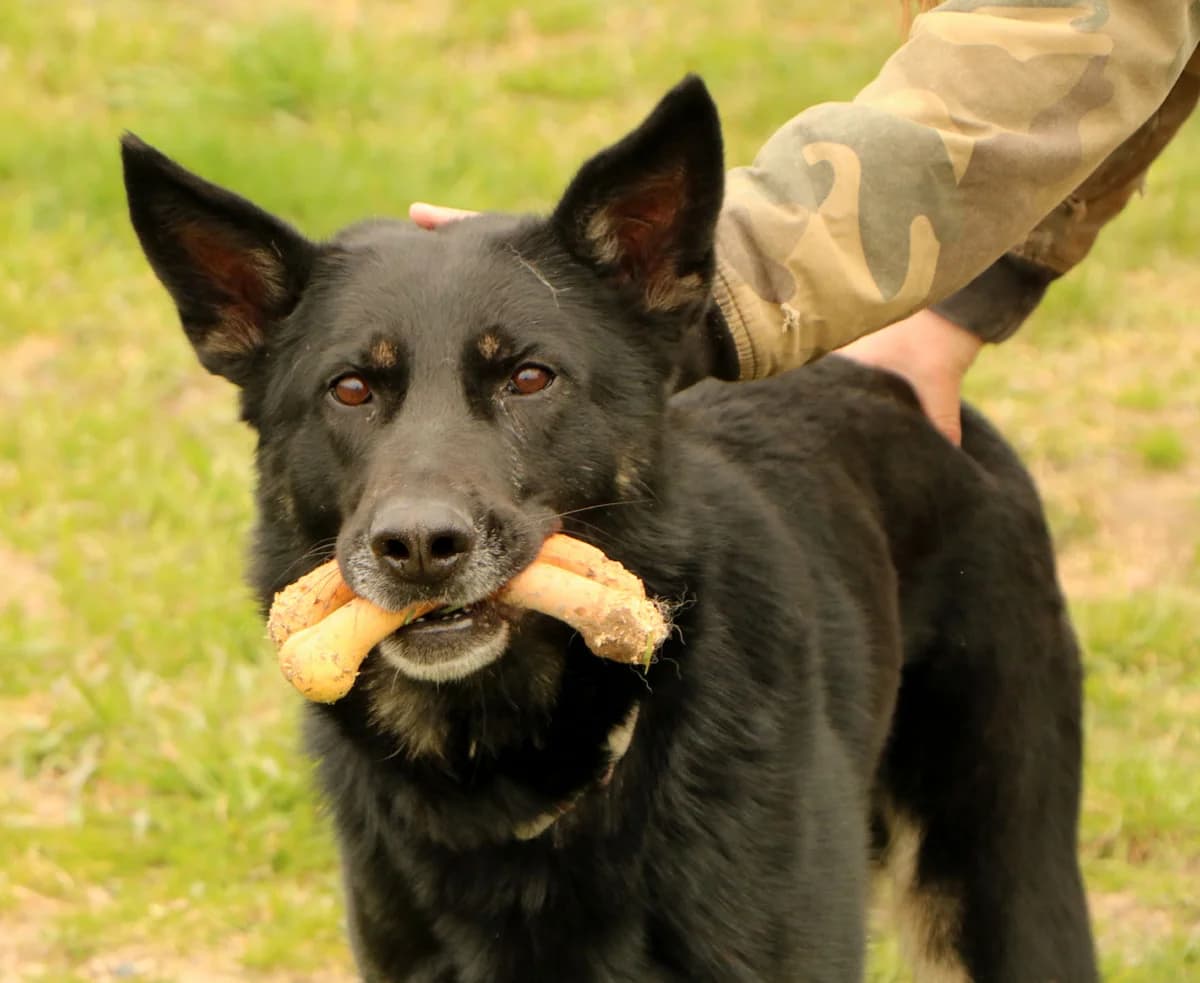 Cynamon, male 5yo Mixed Breed for adoption at home4dogs, Home4dogs