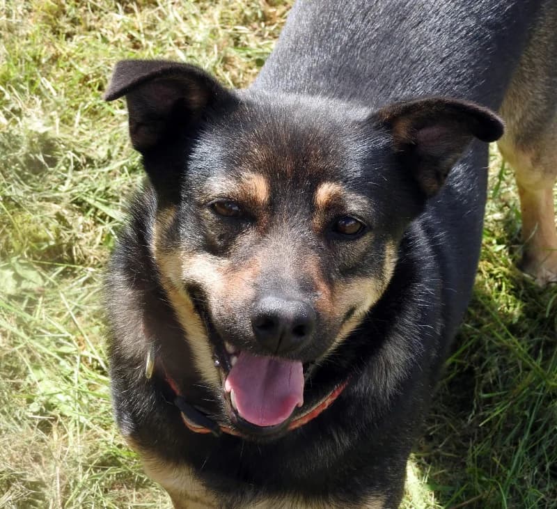 Dino, male Mixed Breed for adoption at Home4dogs