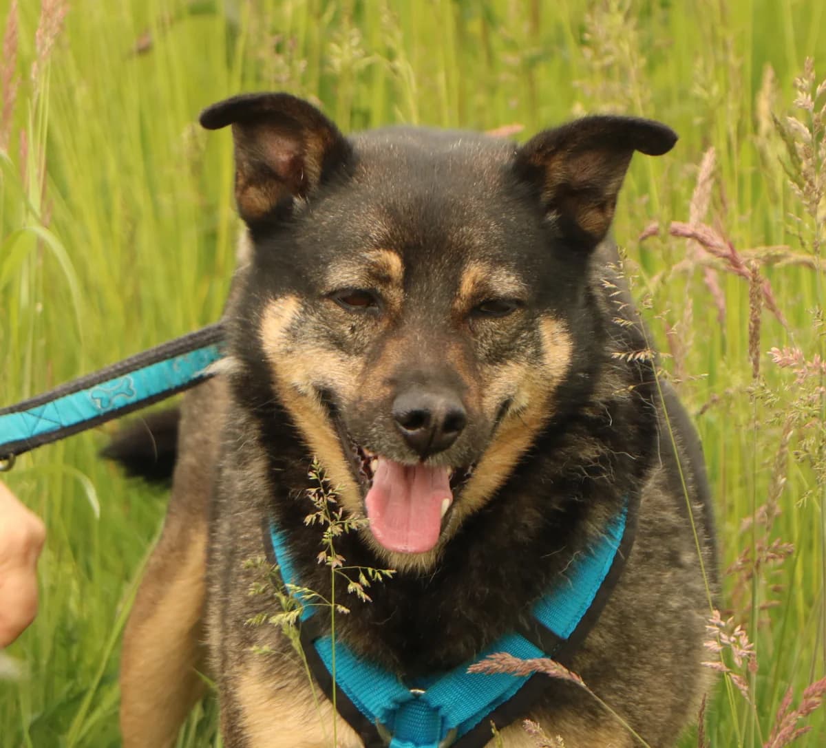 Dino, male senior Mixed Breed for adoption at home4dogs, Home4dogs