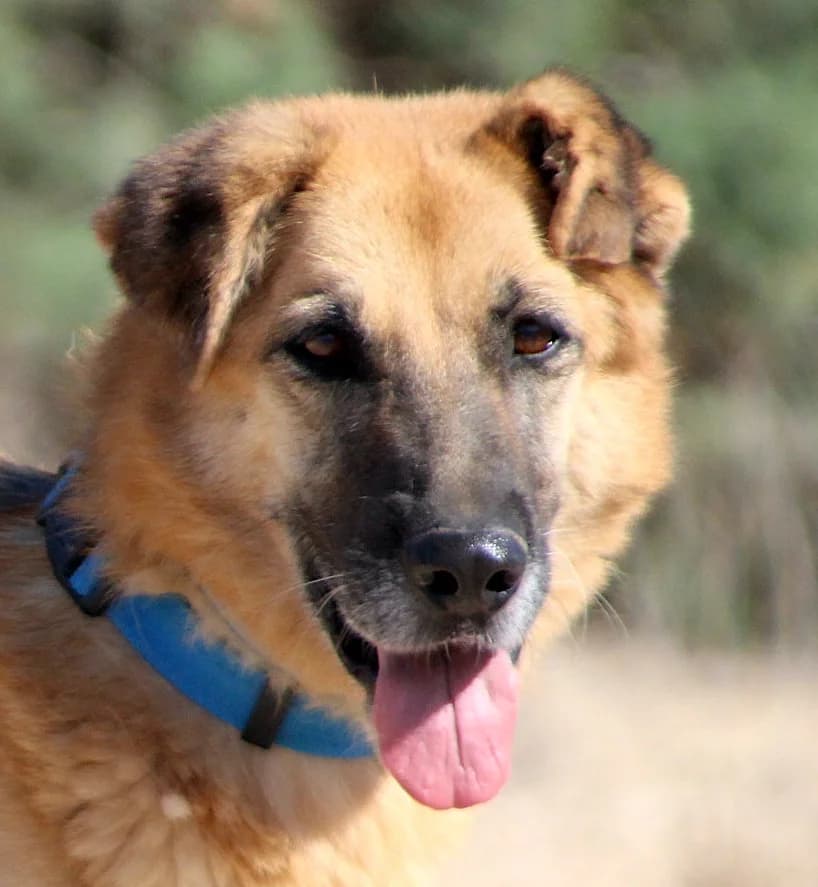 DORA, female Mixed Breed for adoption at home4dogs, Home4dogs