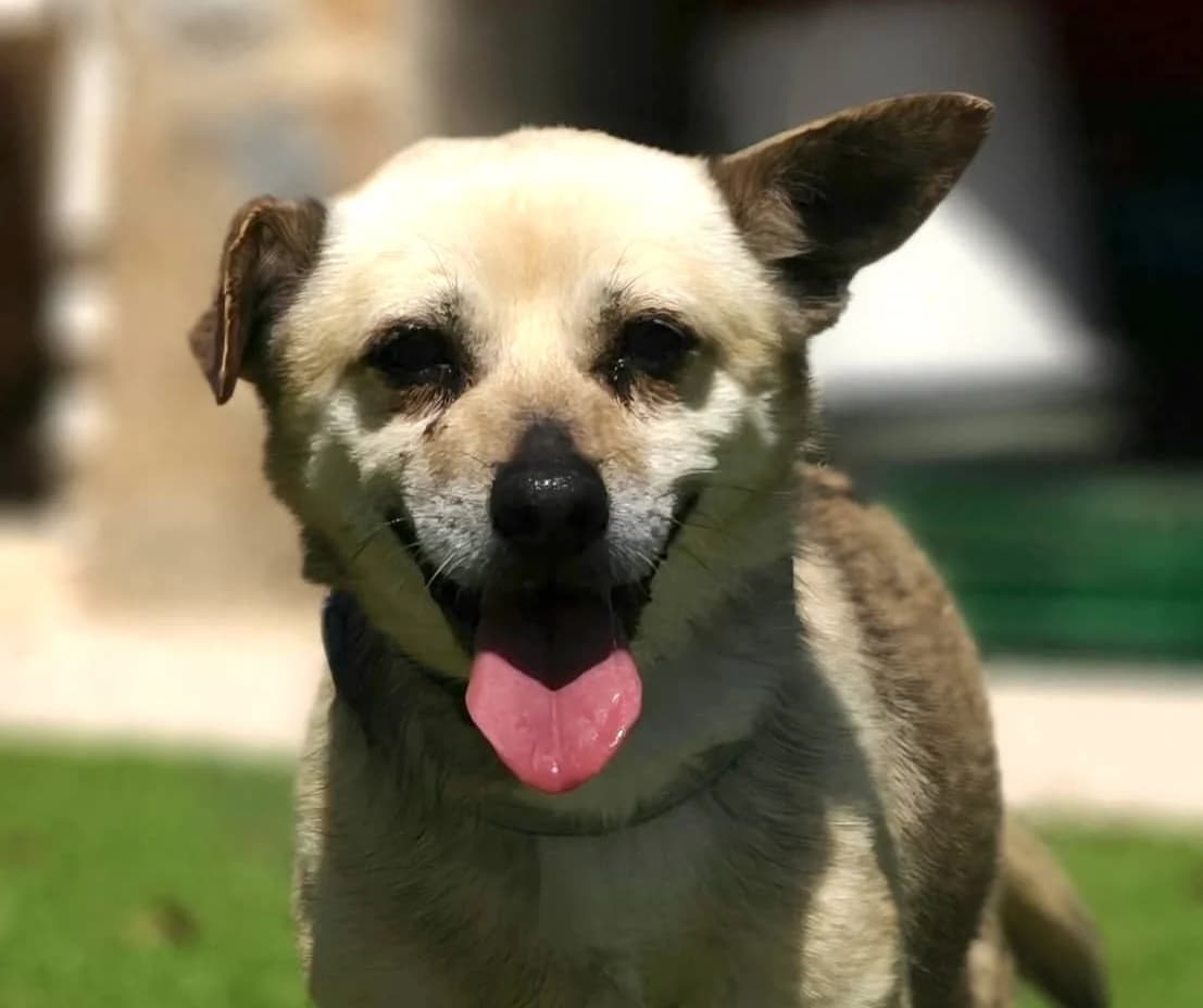 Espinete, male 4yo Mixed Breed for adoption at home4dogs, Home4dogs