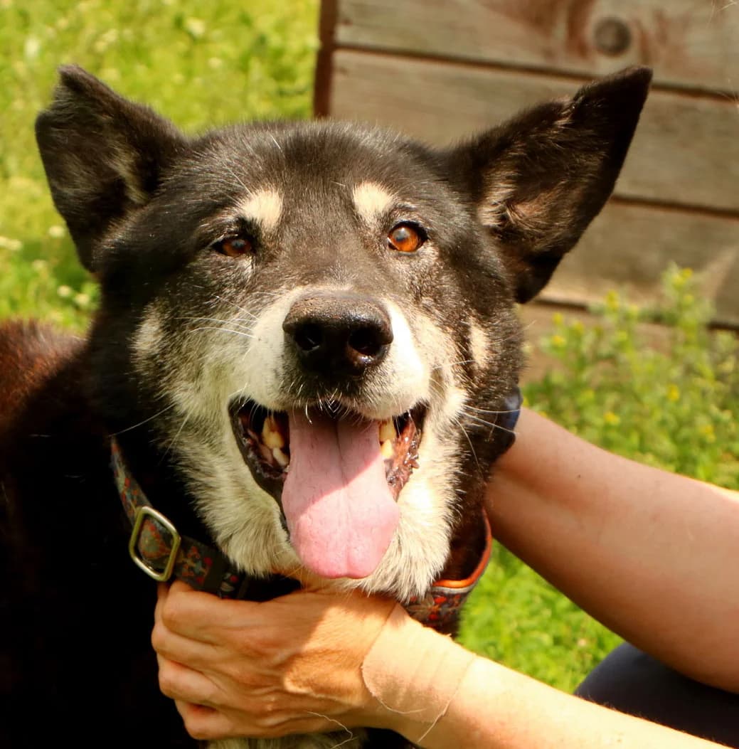 Haker, male Mixed Breed for adoption at Home4dogs