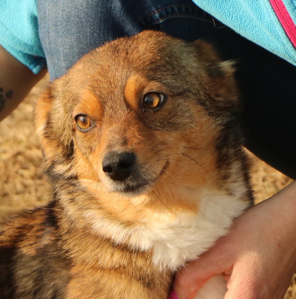 Halinka, female Mixed Breed for adoption at home4dogs, Home4dogs