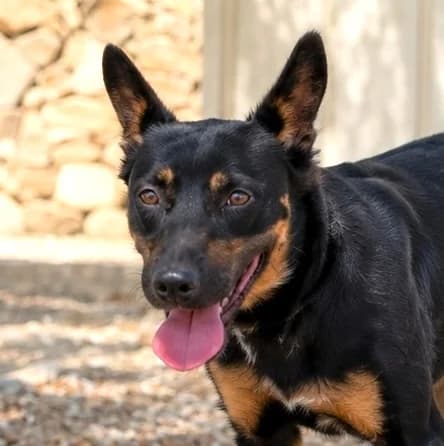Jimin, male young Mixed Breed for adoption at home4dogs, Home4dogs