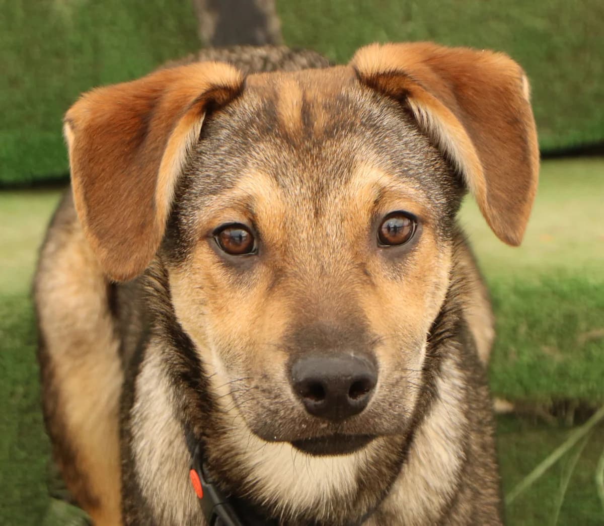 Keno, male Mixed Breed for adoption at home4dogs, Home4dogs