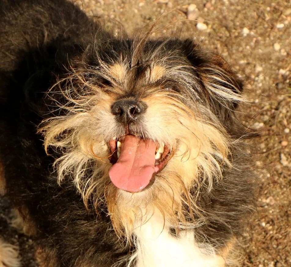 Lampo, male 5yo Mixed Breed for adoption at home4dogs, Home4dogs
