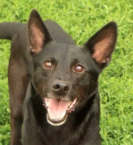 Lenny, male young Mixed Breed for adoption at home4dogs, Home4dogs