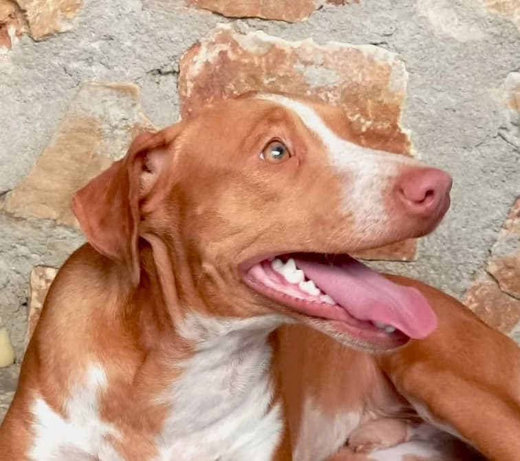 Leo, male young Mixed Breed for adoption at home4dogs, Home4dogs