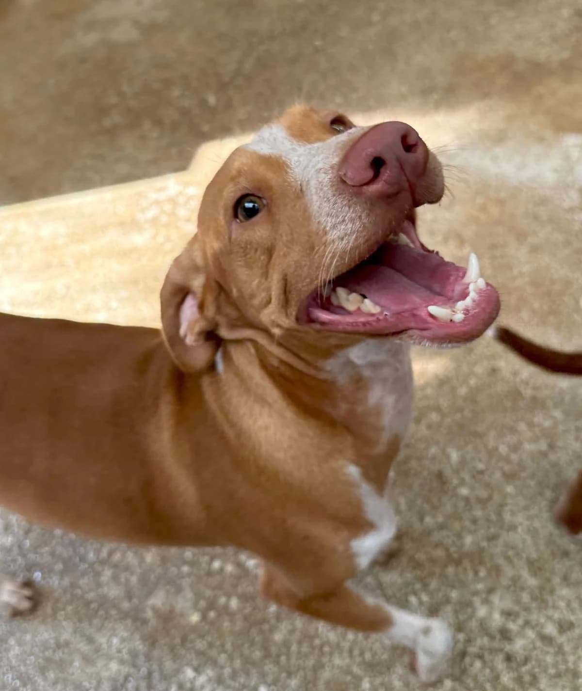 Leo, male young Mixed Breed for adoption at home4dogs, Home4dogs