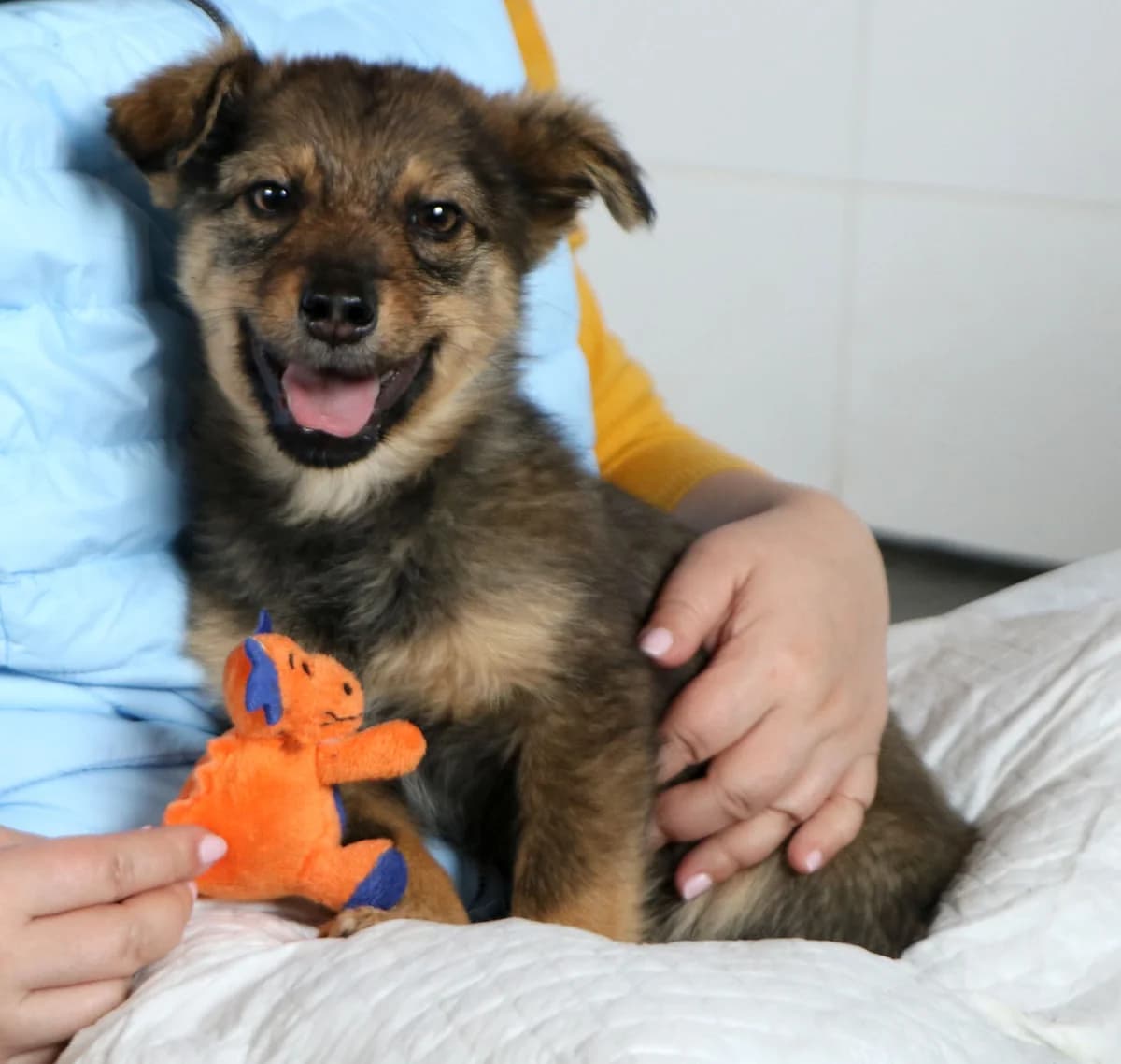 Lilly, female Mixed Breed for adoption at home4dogs, Home4dogs