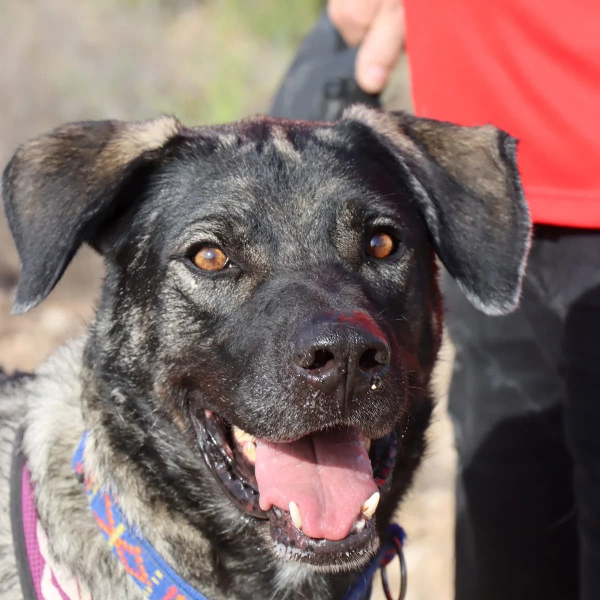 Lobo, male Mixed Breed for adoption at Home4dogs